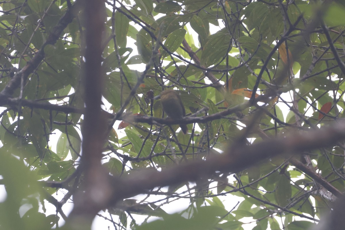 Russet Antshrike - ML621320890