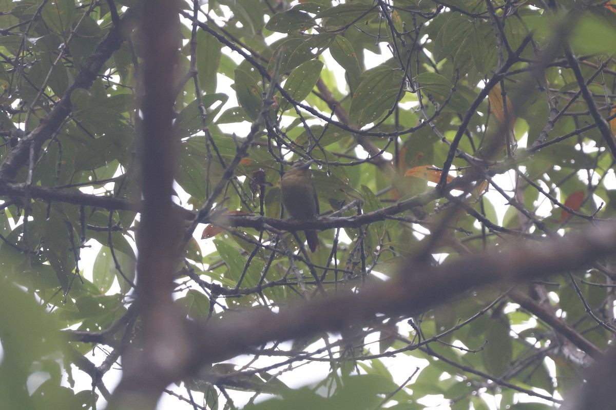 Russet Antshrike - ML621320893