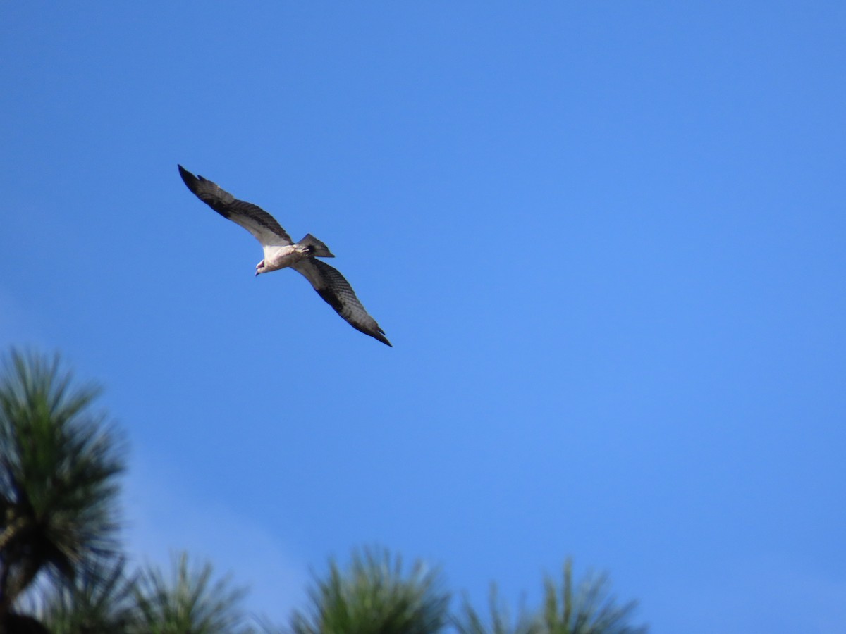 Águila Pescadora - ML621320909