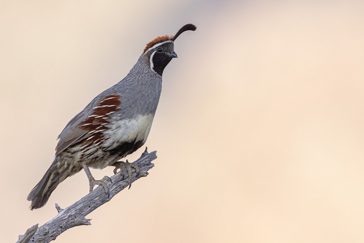 Gambel's Quail - ML621320915