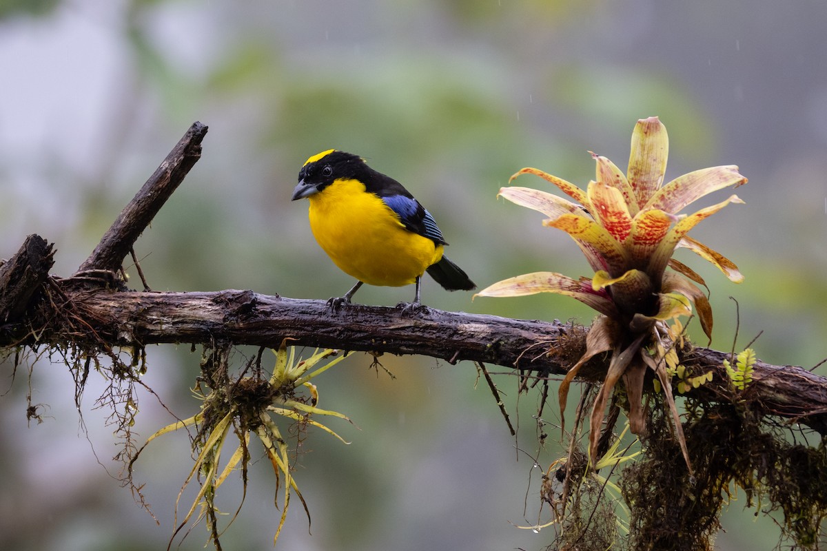 Blue-winged Mountain Tanager - ML621320939