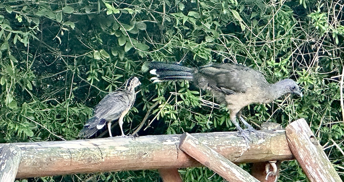 Plain Chachalaca - ML621320948