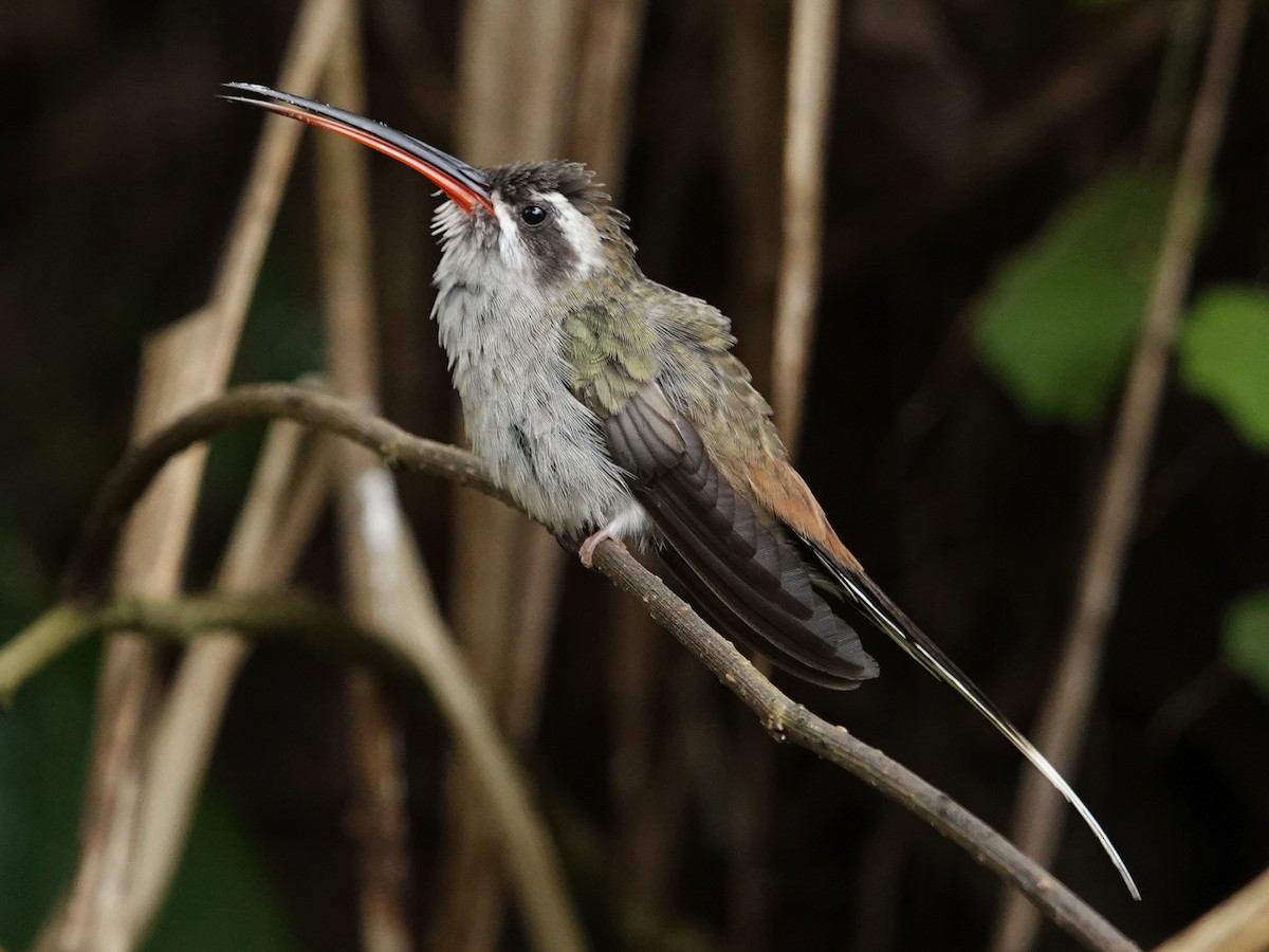 Sooty-capped Hermit - ML621320950