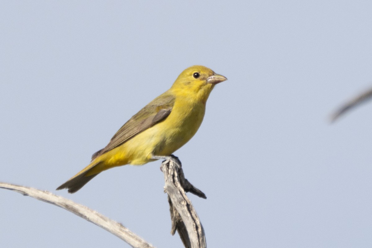 Scarlet Tanager - Jodhan Fine