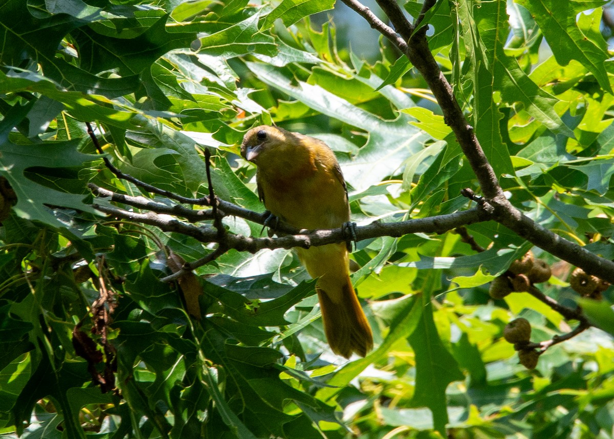 Oriole de Baltimore - ML621321001