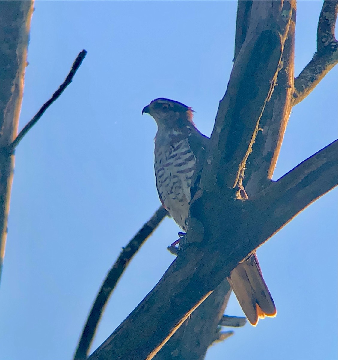 African Cuckoo-Hawk - ML621321007