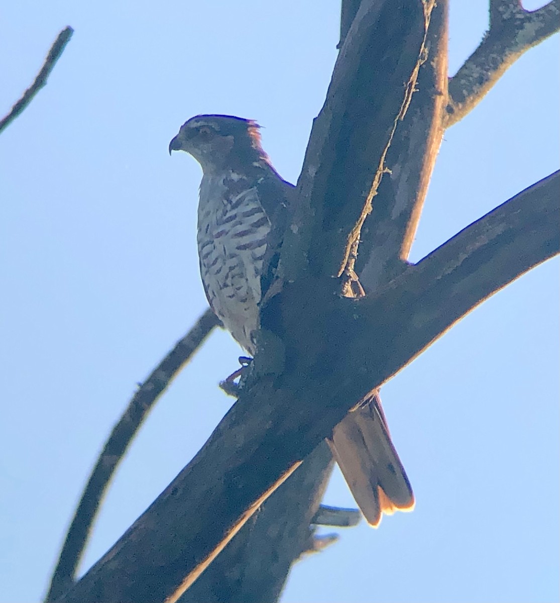 African Cuckoo-Hawk - ML621321008