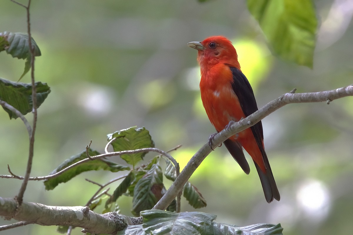 Scarlet Tanager - ML621321013
