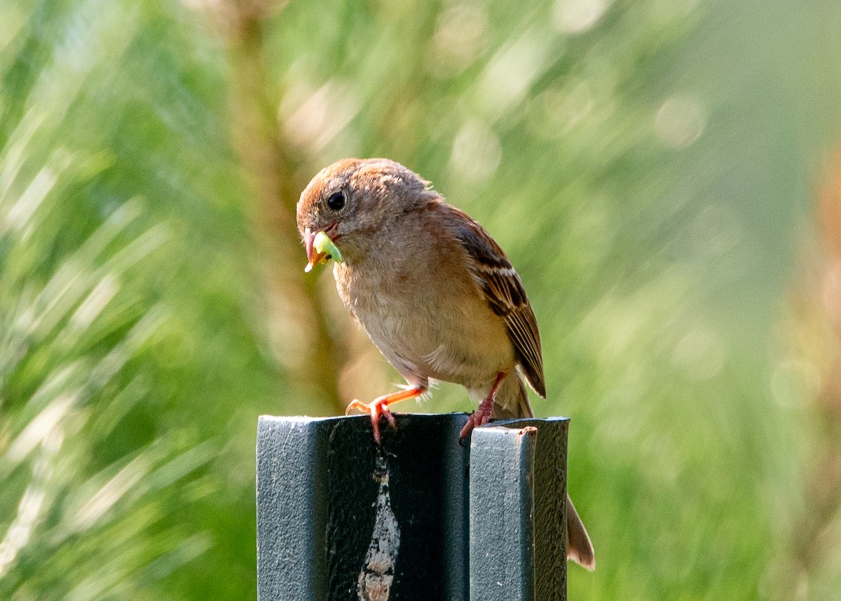 Field Sparrow - ML621321041