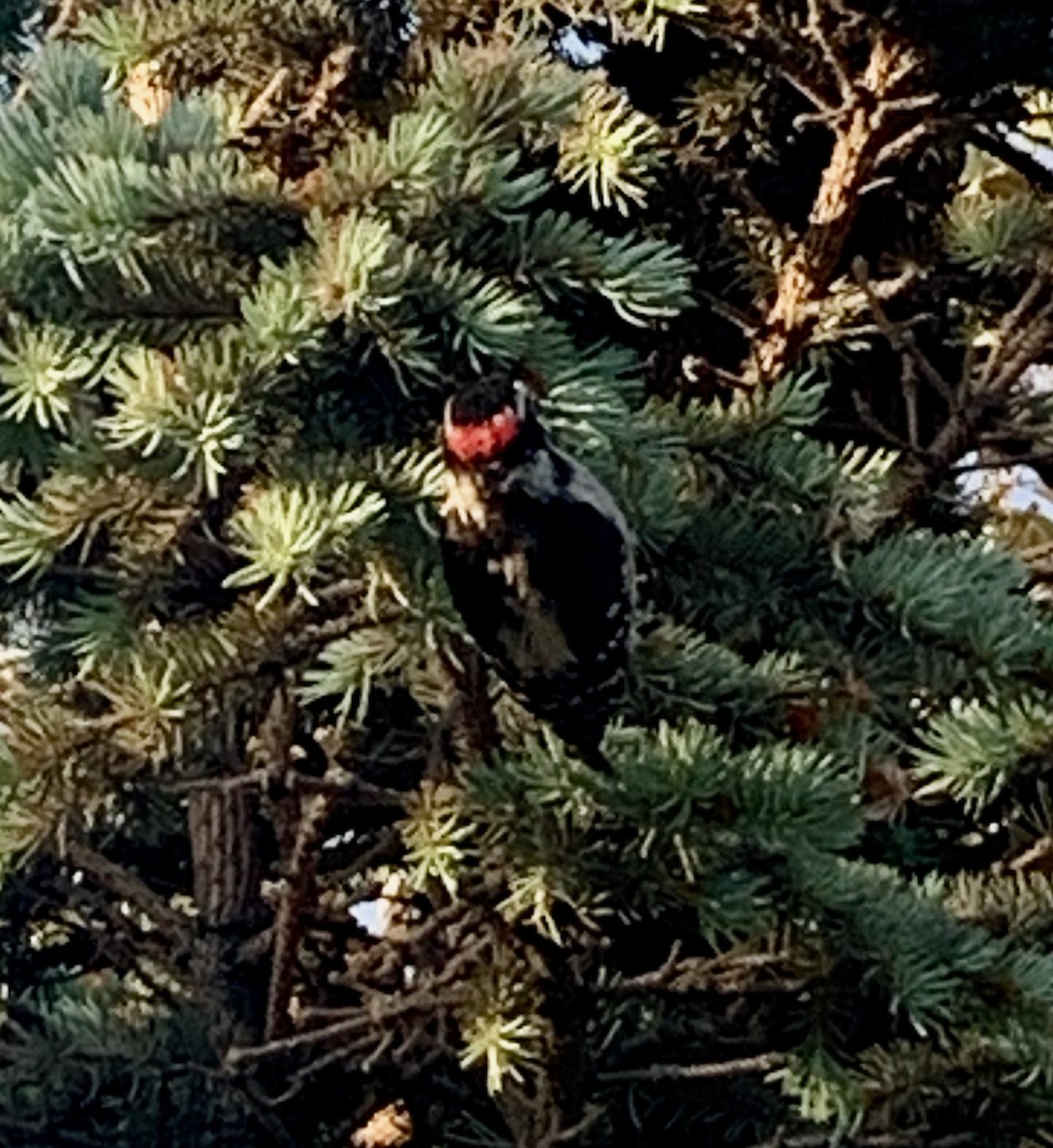 Downy Woodpecker - Mark A. Brogie