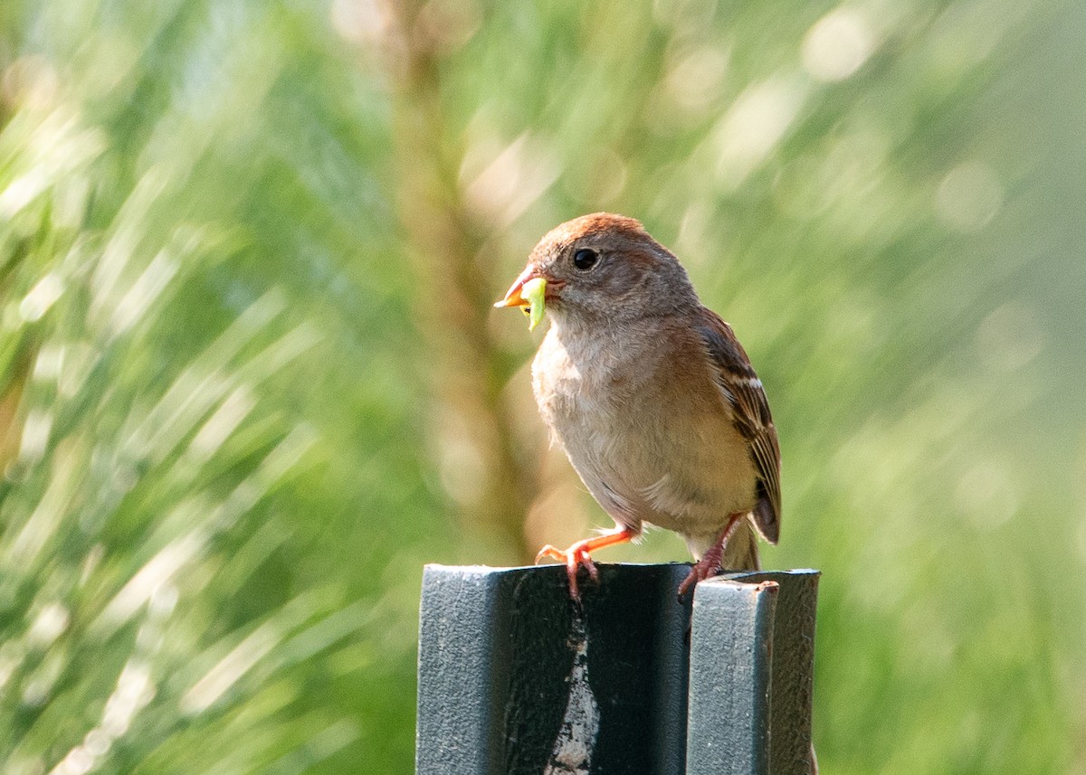 Field Sparrow - ML621321062