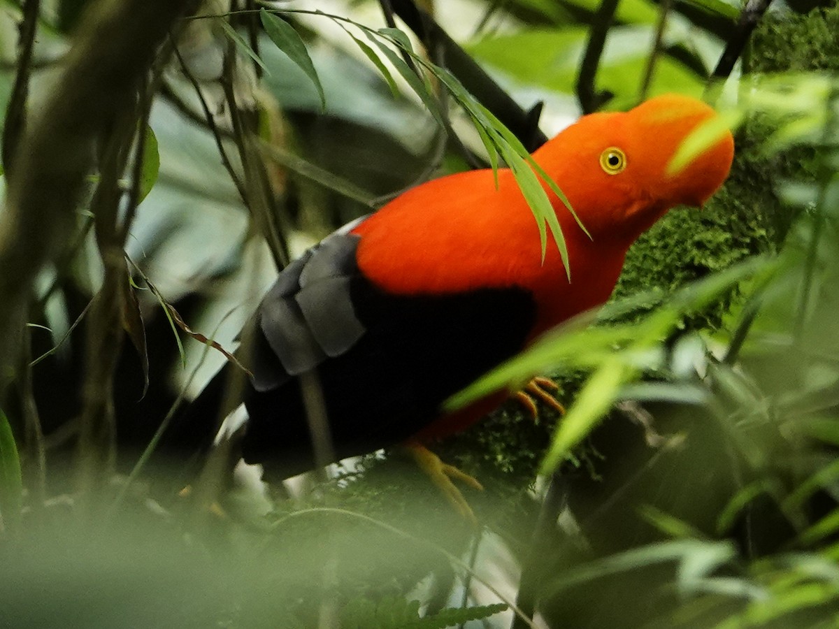 Andean Cock-of-the-rock - ML621321069