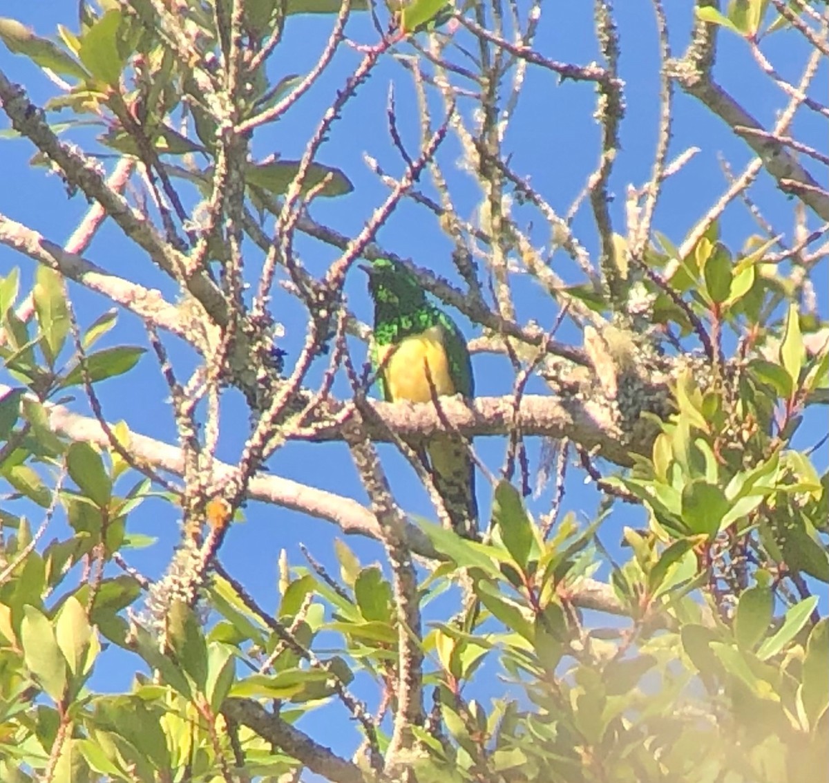 African Emerald Cuckoo - ML621321083