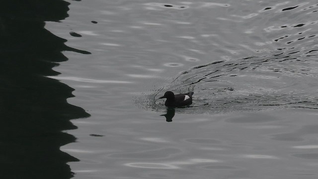 Pigeon Guillemot - ML621321090