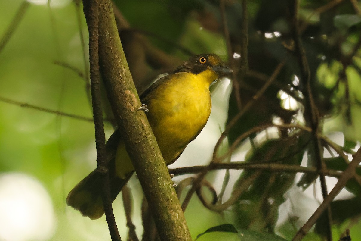 Lesser Bristlebill (Yellow-eyed) - ML621321148