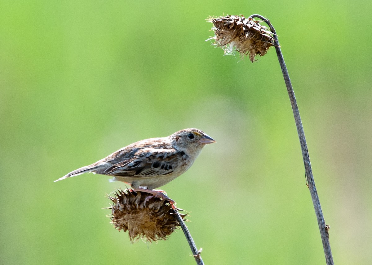 Grasshopper Sparrow - ML621321205