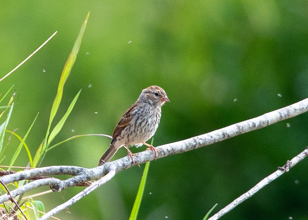 Chipping Sparrow - ML621321279