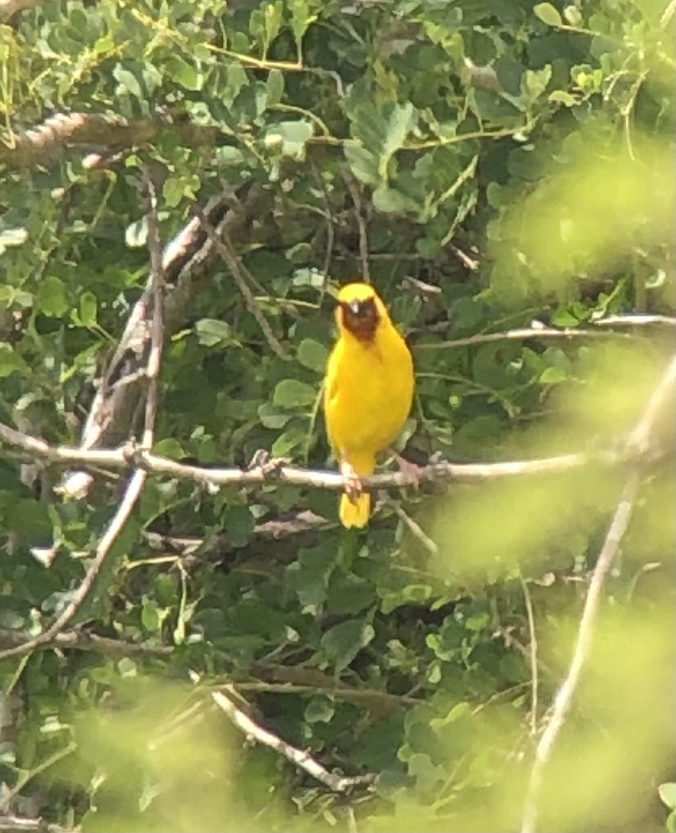 Southern Brown-throated Weaver - ML621321295