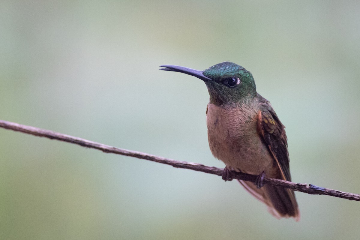 Buff-tailed Coronet - ML621321308