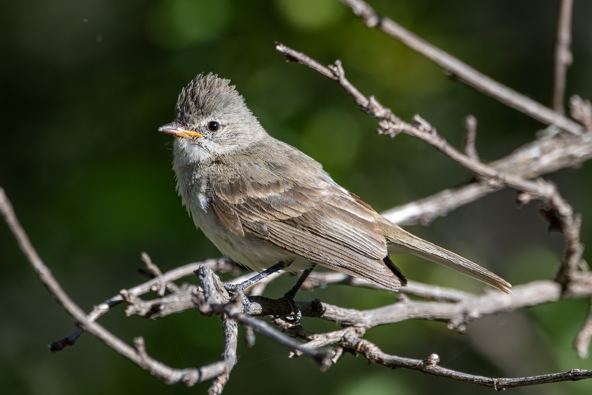 Northern Beardless-Tyrannulet - ML621321327