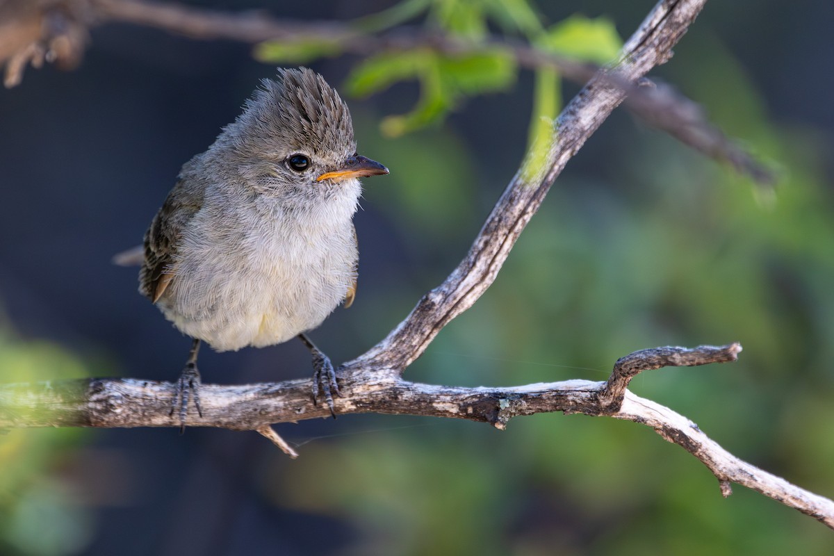 Northern Beardless-Tyrannulet - ML621321328