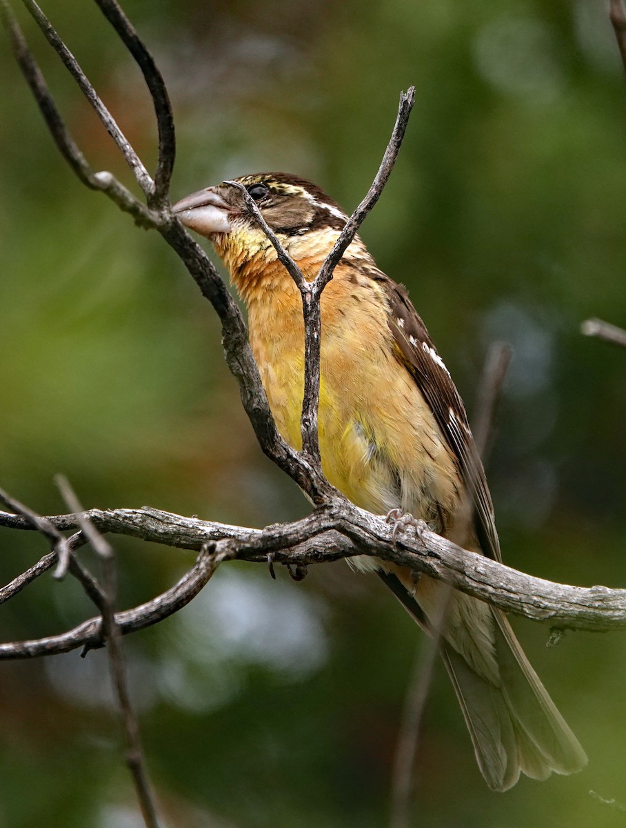 Черноголовый толстонос - ML621321341