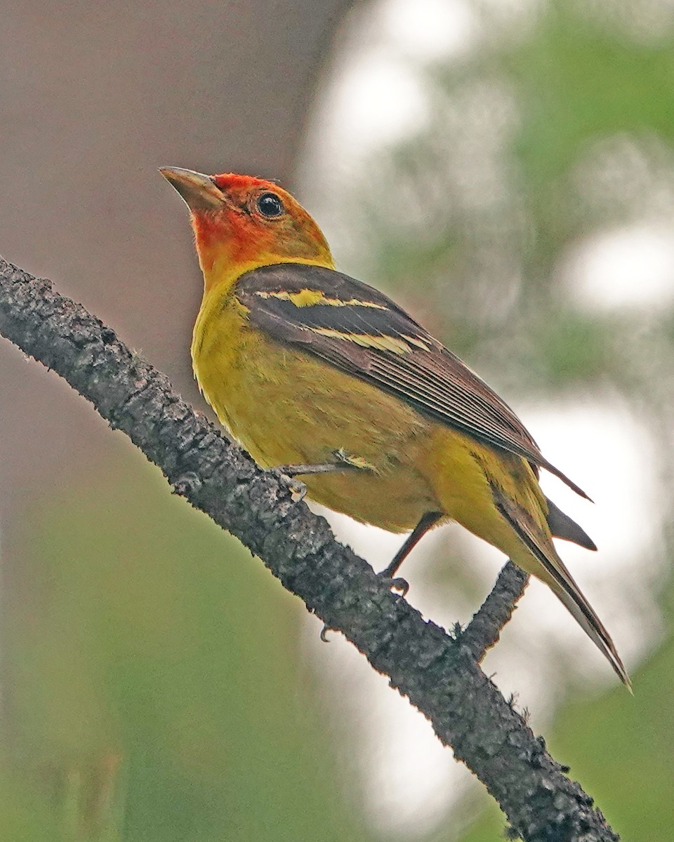 Желтоплечая пиранга - ML621321357