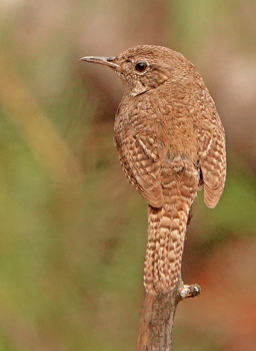 Northern House Wren - ML621321364