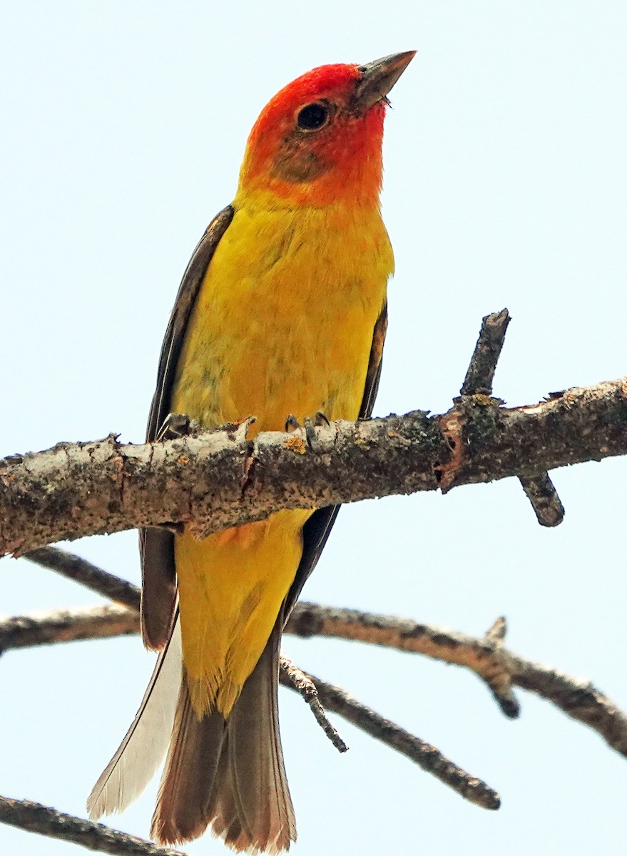 Желтоплечая пиранга - ML621321379