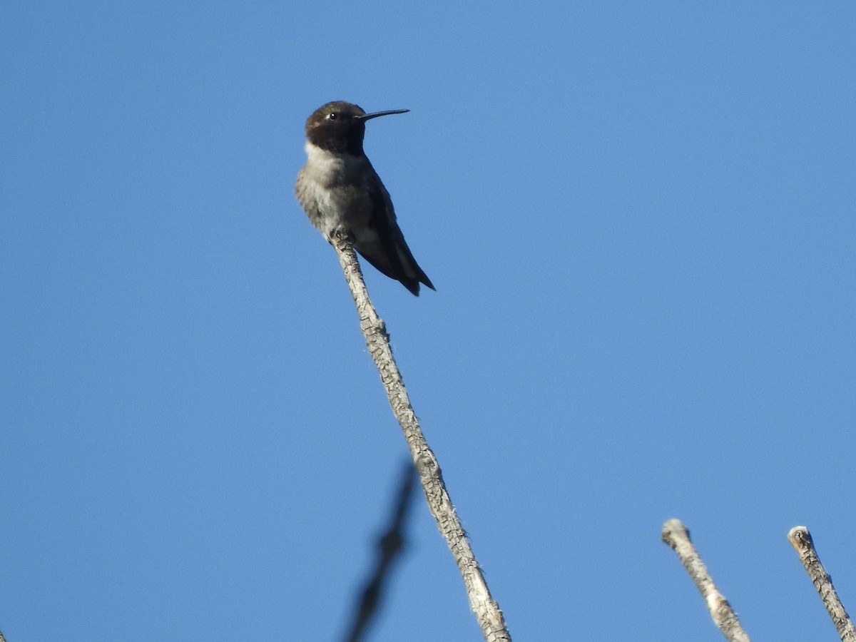 Black-chinned Hummingbird - ML621321397
