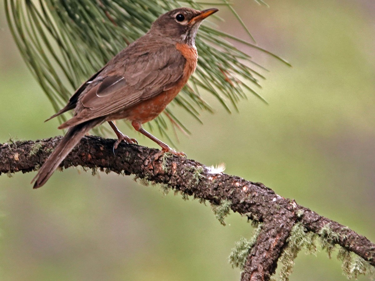 Странствующий дрозд - ML621321399