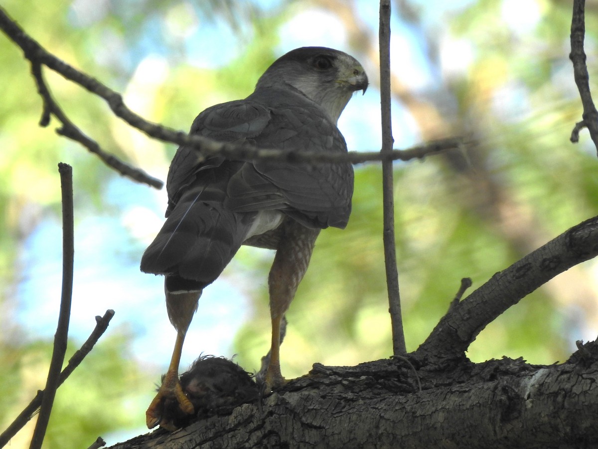 Cooper's Hawk - ML621321418