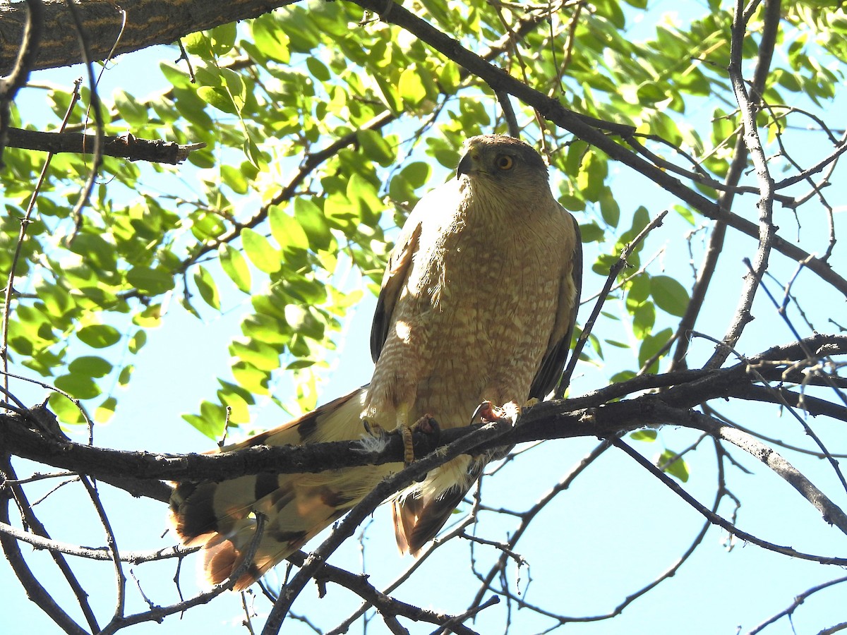 Cooper's Hawk - ML621321427