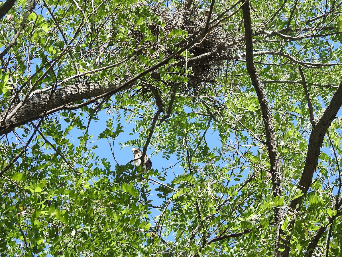 Cooper's Hawk - ML621321440