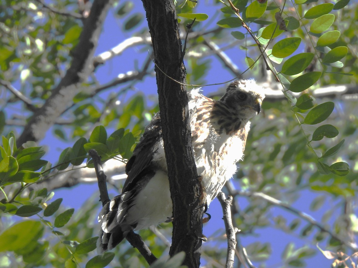 Cooper's Hawk - ML621321447