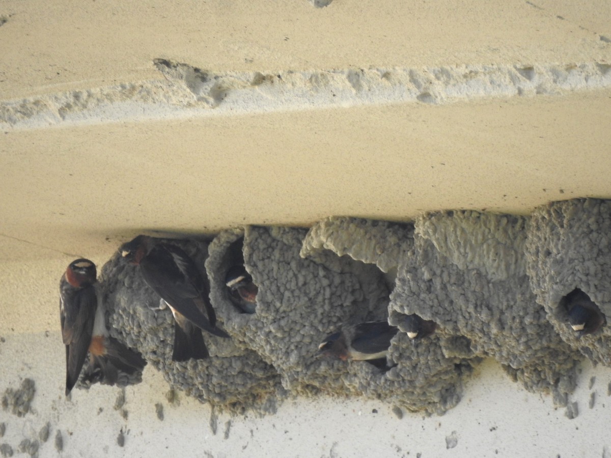 Cliff Swallow - ML621321465