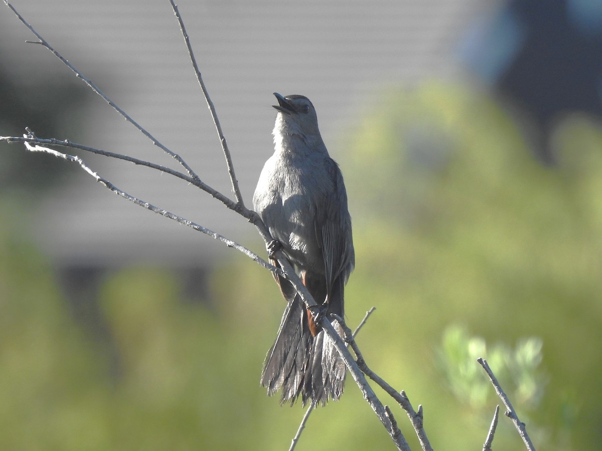 Gray Catbird - ML621321473