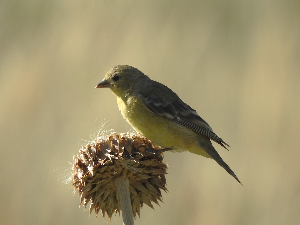 Lesser Goldfinch - ML621321484