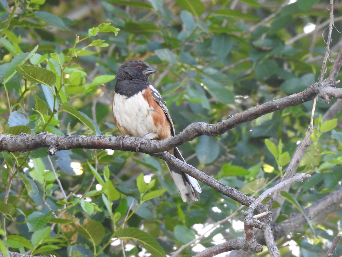 Spotted Towhee - ML621321500