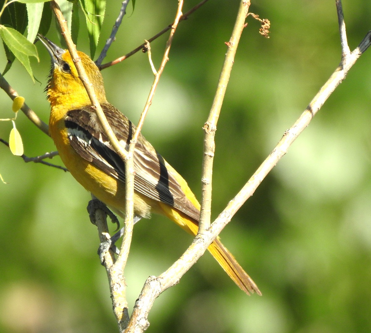 Bullock's Oriole - ML621321504