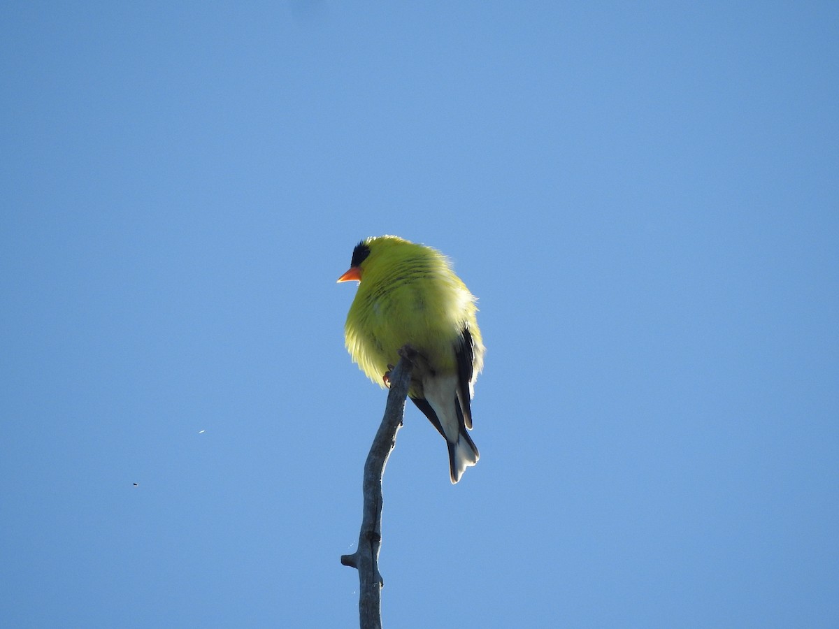 American Goldfinch - ML621321507