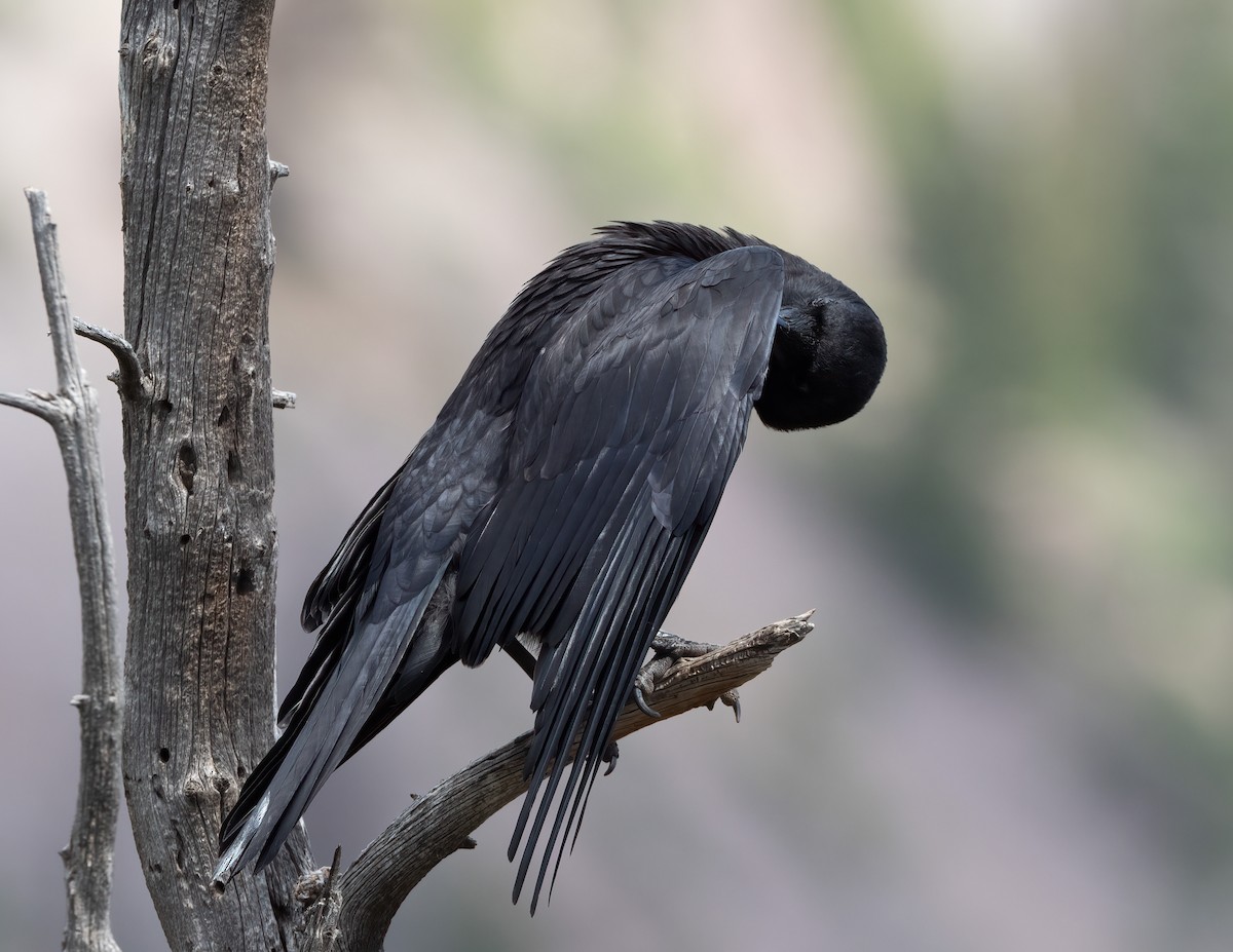 American Crow - ML621321526