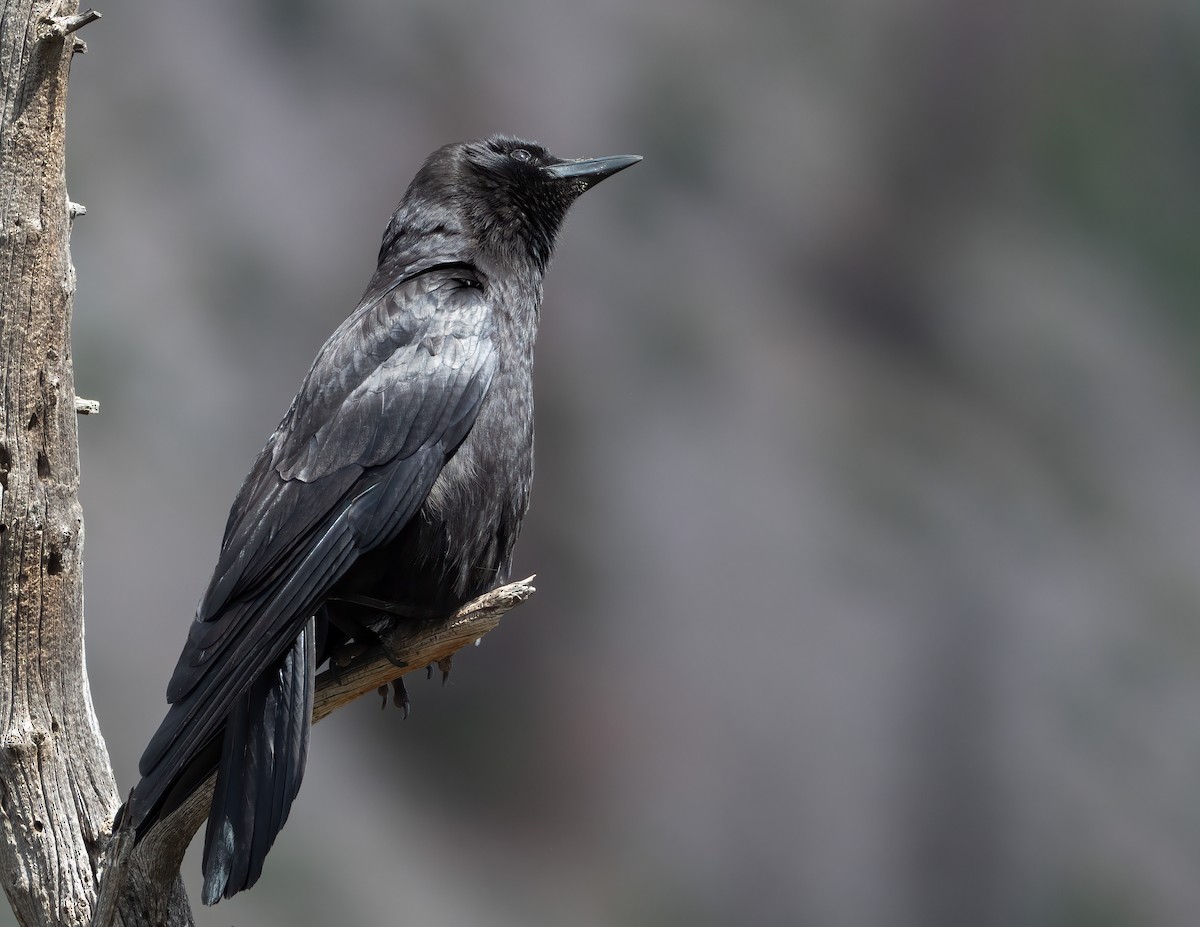 American Crow - Jan Allen