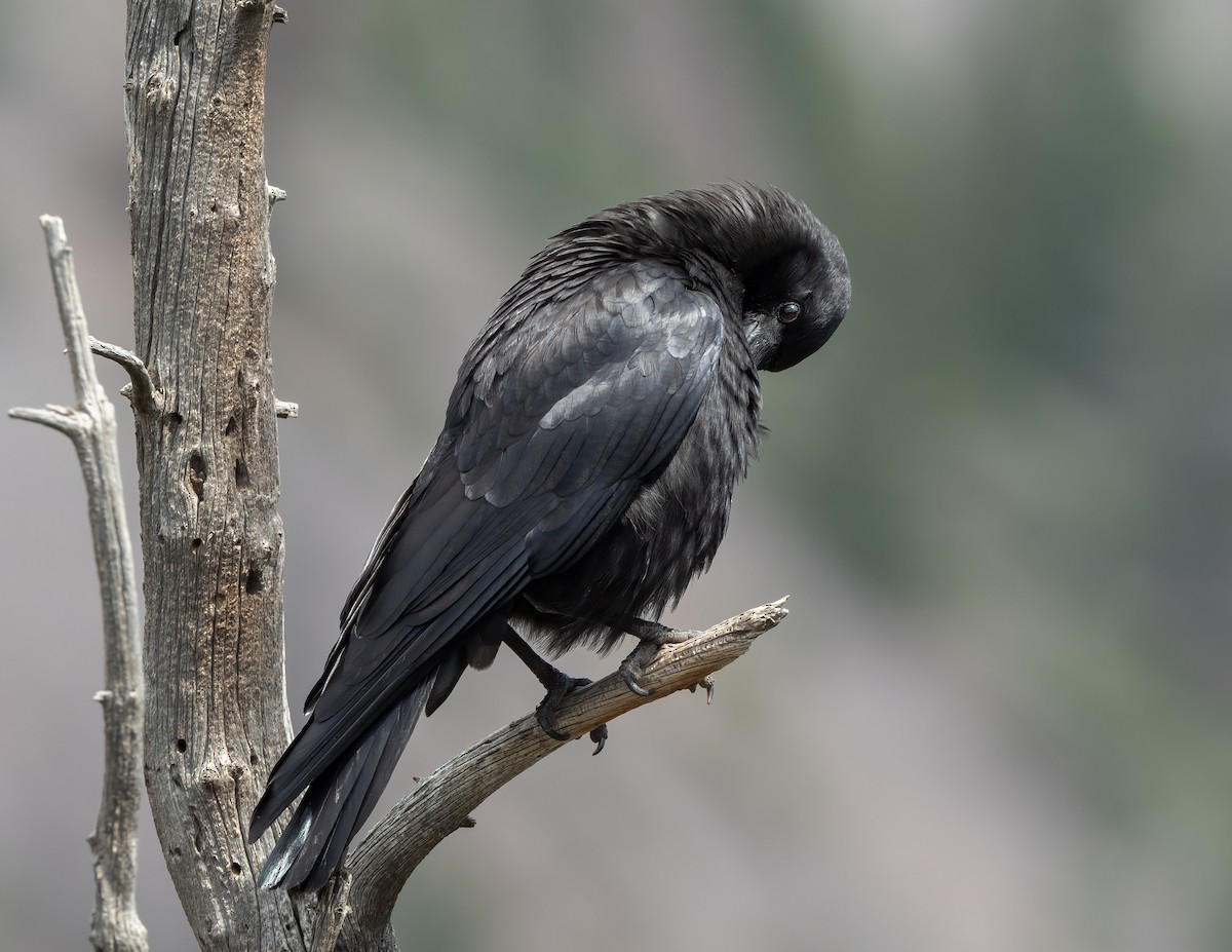 American Crow - ML621321529