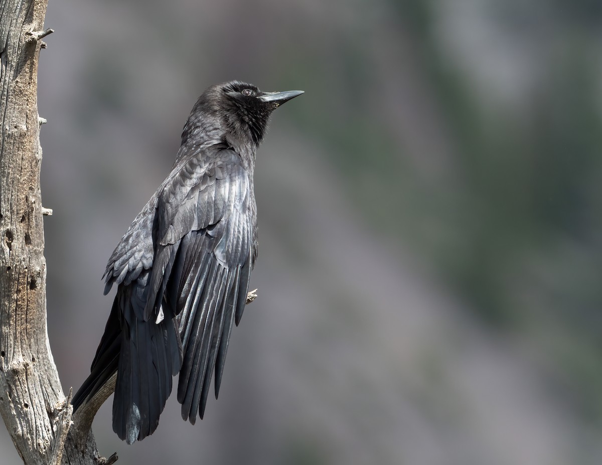 American Crow - ML621321530