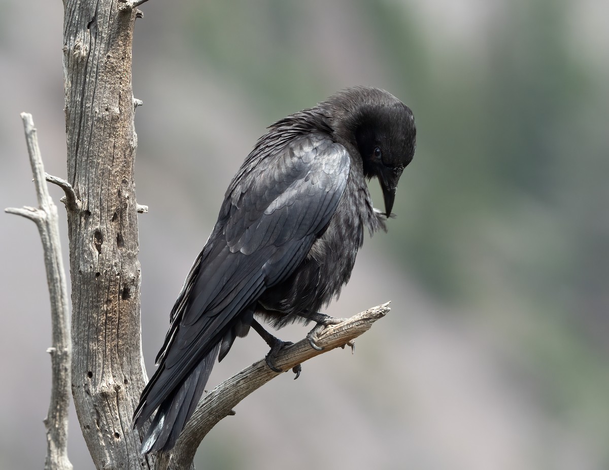 American Crow - ML621321531