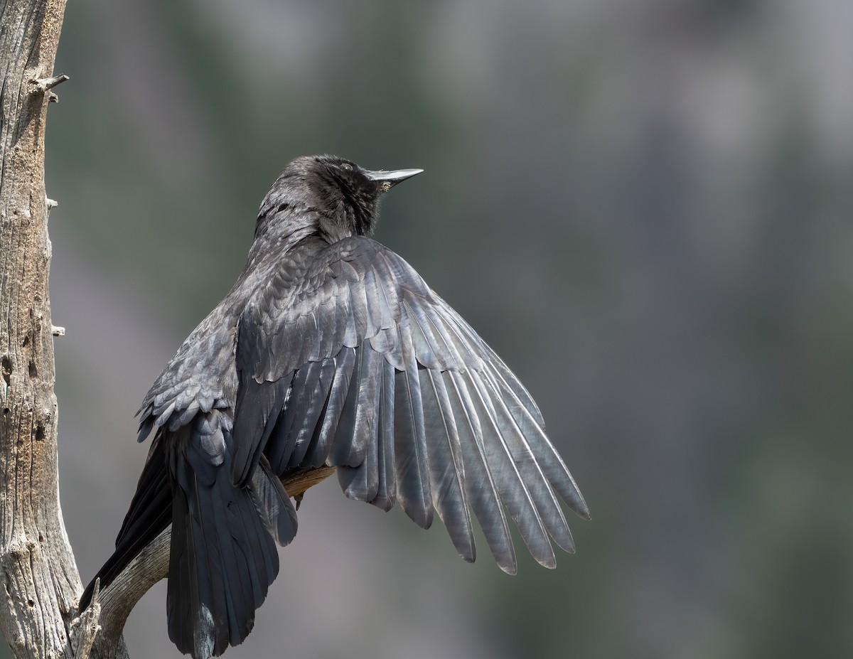 American Crow - ML621321532