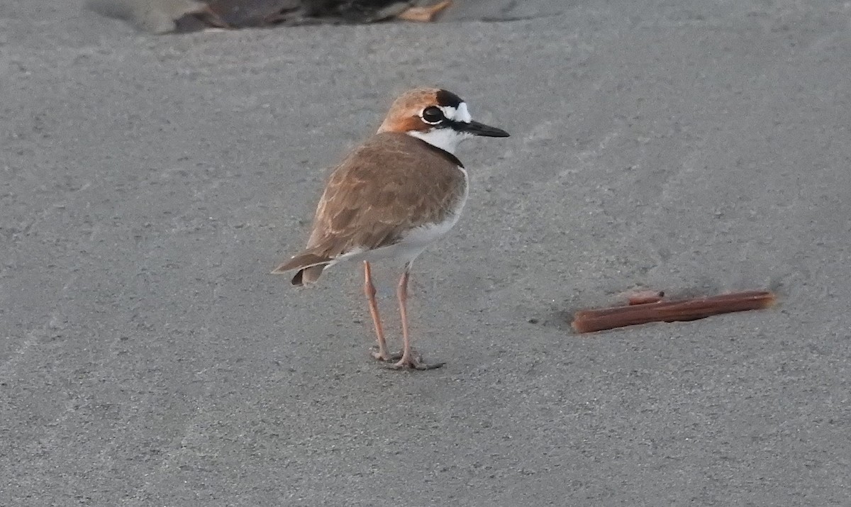 Collared Plover - Robert Lambeck