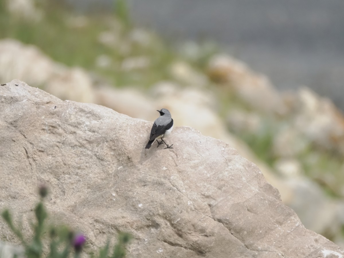 Northern Wheatear - ML621321575