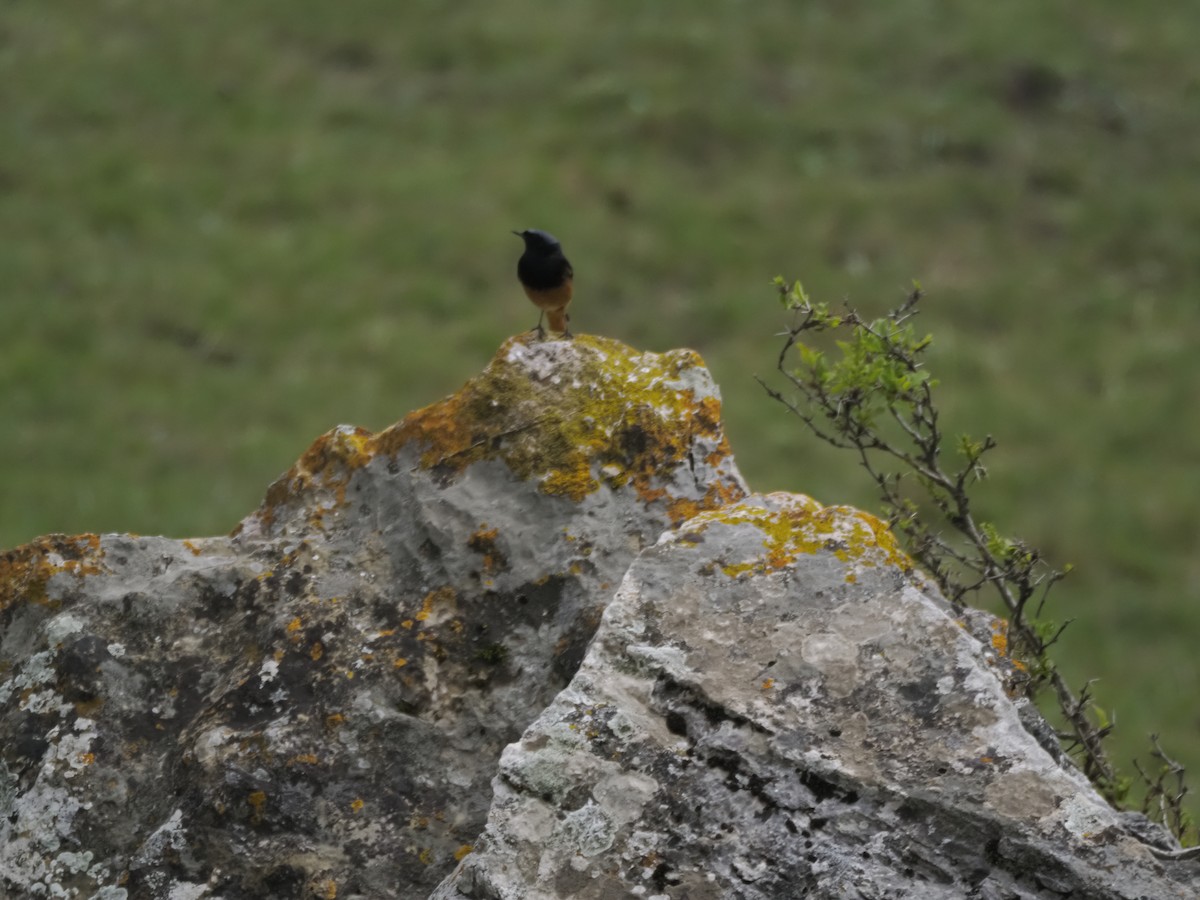 Black Redstart - ML621321599